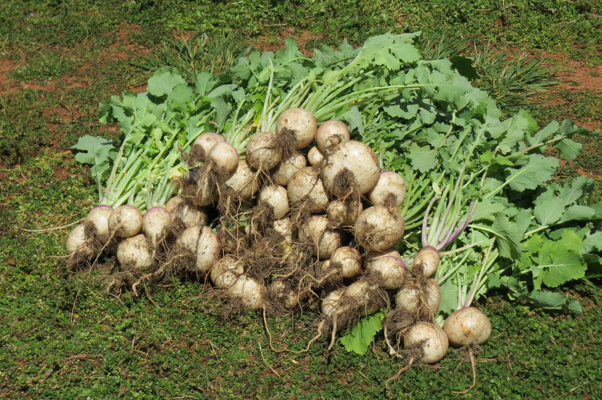 Вырастили однажды репу. Фото автора 