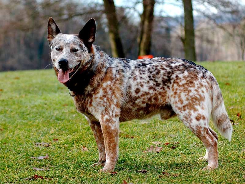 Происхождение