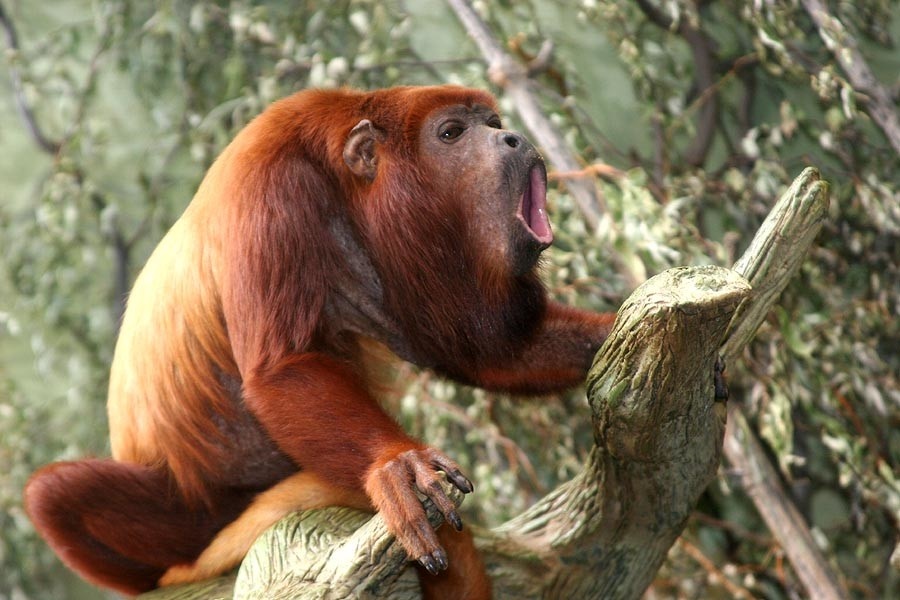 Ревун. Источник изображения: https://animalzoom.ru