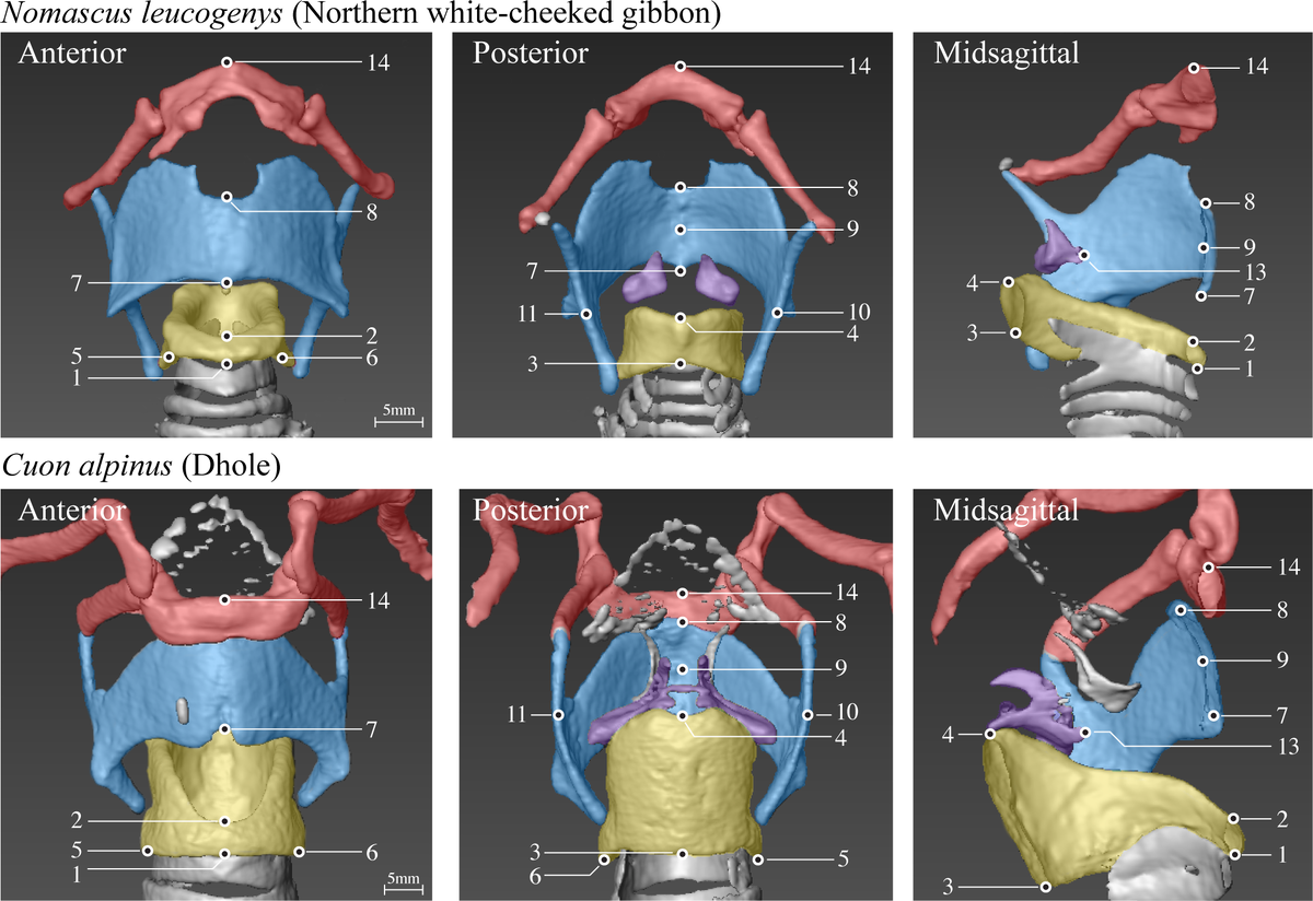 Сравнение голосовых аппаратов белощёкого хохлатого гиббона (вверху) и красного волка (внизу).  