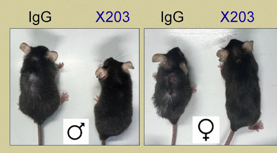   N + 1; Anissa A. Widjaja et al. / Nature, 2024