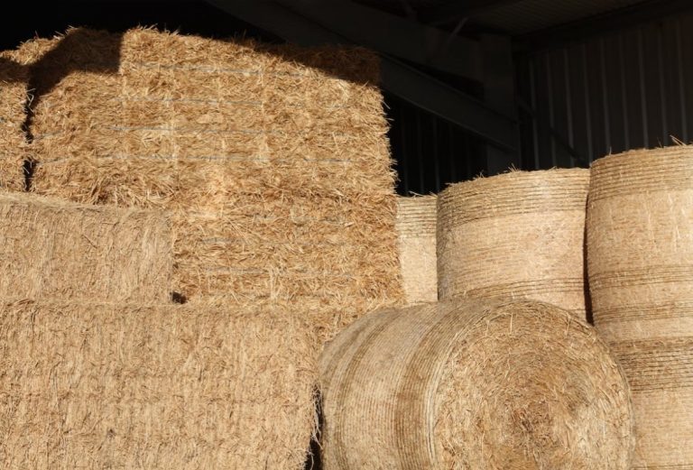    Фото: unsplash.com / Austin Wegener Виктория Самойленко