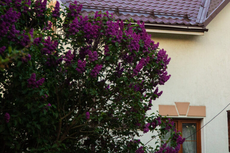    Фото: Общественная Служба Новостей Карина Романова