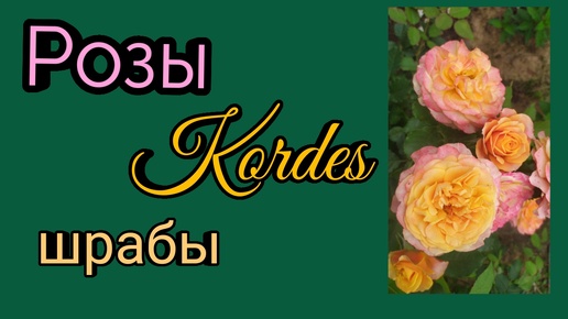 Розы Kordes. Шрабы.