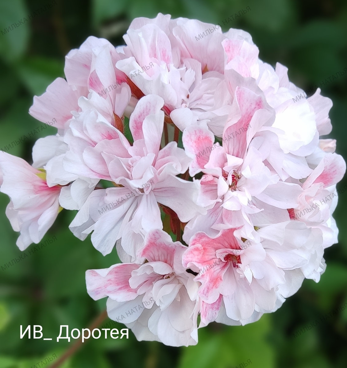 В коллекции более 100 сортов пеларгоний. Зональные, зонартики, гибриды. Летом выращиваю растения на улице и в теплице. 