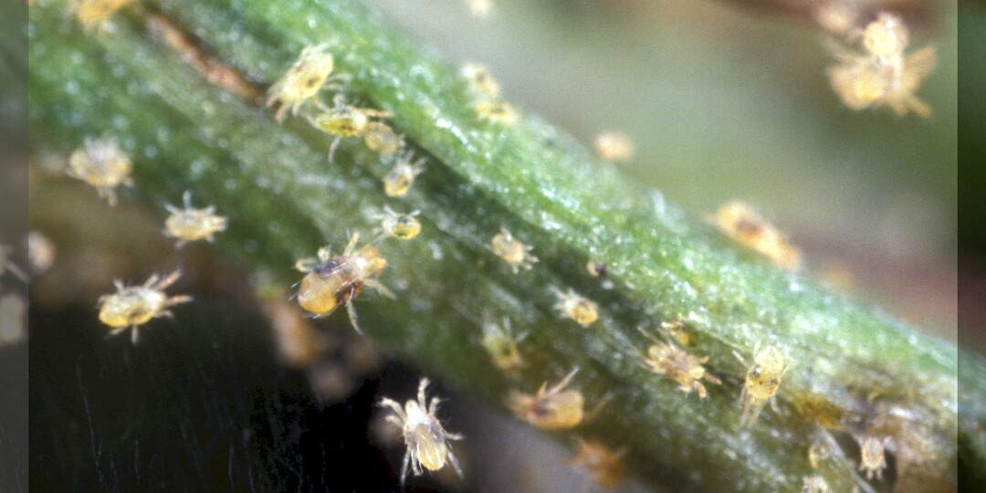 Как быстро победить паутинного клеща: различные способы борьбы с паутинным клещом