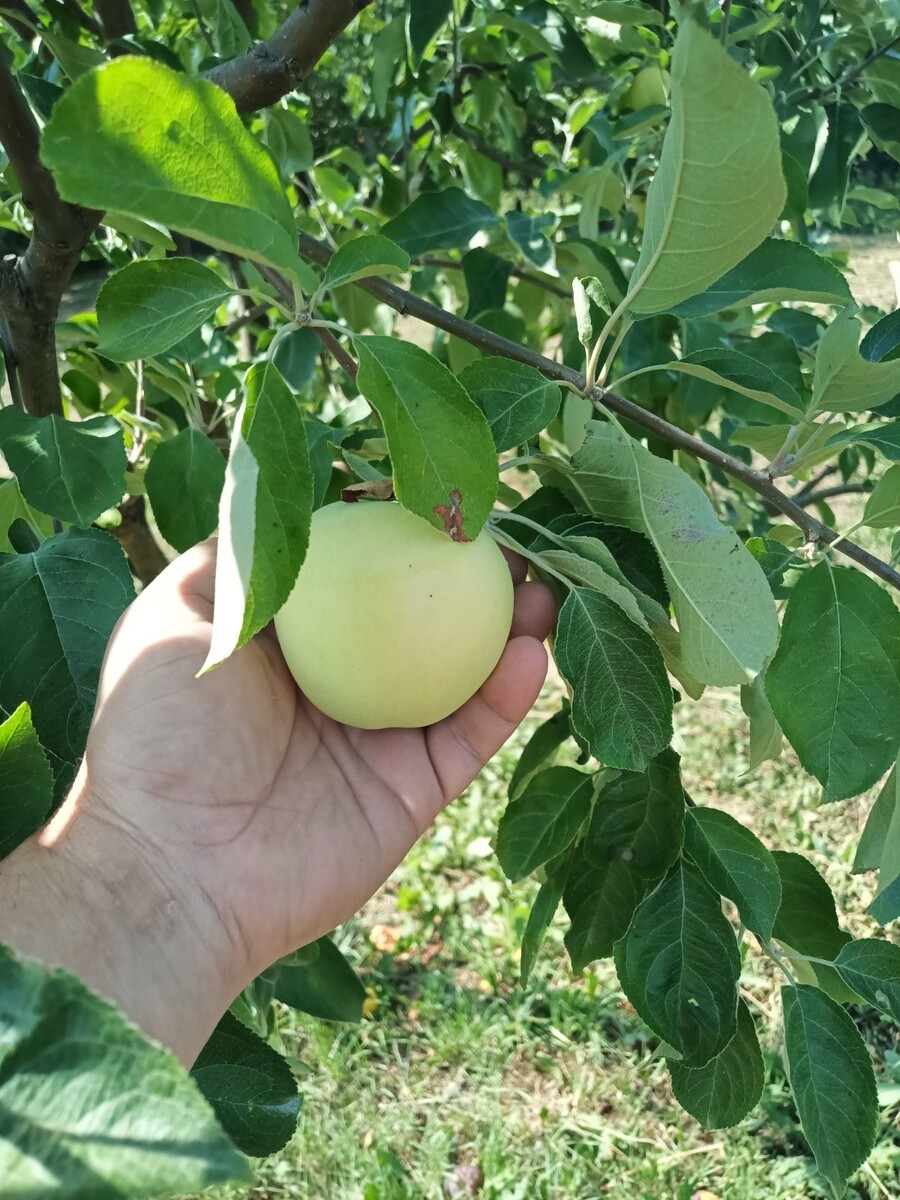 Белый Налив, одно из последних в этом году яблок.