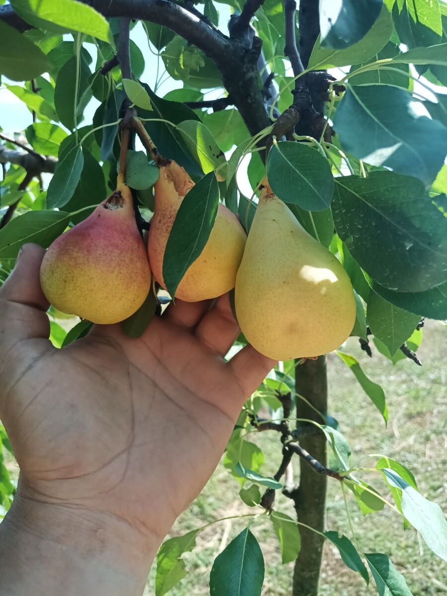 Ранние груши уже отходят, птицы их тоже любят)