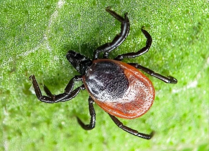 С приходом теплой погоды многие стараются чаще выбираться на природу-пикник, активный отдых, прогулки. Однако в это время просыпаются клещи. Клещи это паукообразные. Этим существам более 90 миллионов лет. В природе существует около 800 видов клещей. Встретить клещей можно в парковых зонах и на городских газонах в мае-июне. С июля их активность снижается, но в теплых регионах может продолжаться до октября. Чем же опасны клещи? Большинство укусов клещей безвредны и не требует лечения, однако некоторые виды являются переносчиками разных заболеваний-например, клещевой энцефалит, болезнь лайма, эрлихиоз, возвратный клещевой тиф и другие. 