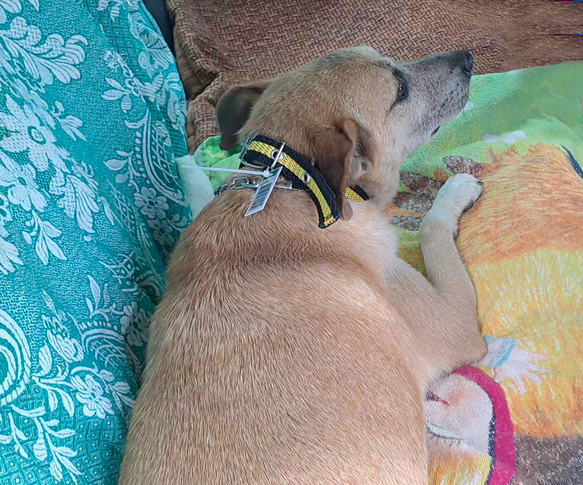 Собираемся ехать в ветклинику.