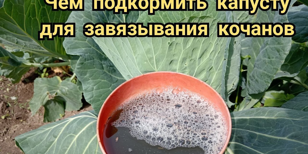 Поливаю капусту в июле этими 2 растворами для формирования кочана