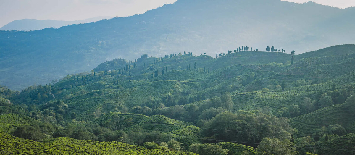 Чайные Сады Каслтона: Искусство Выращивания Чая