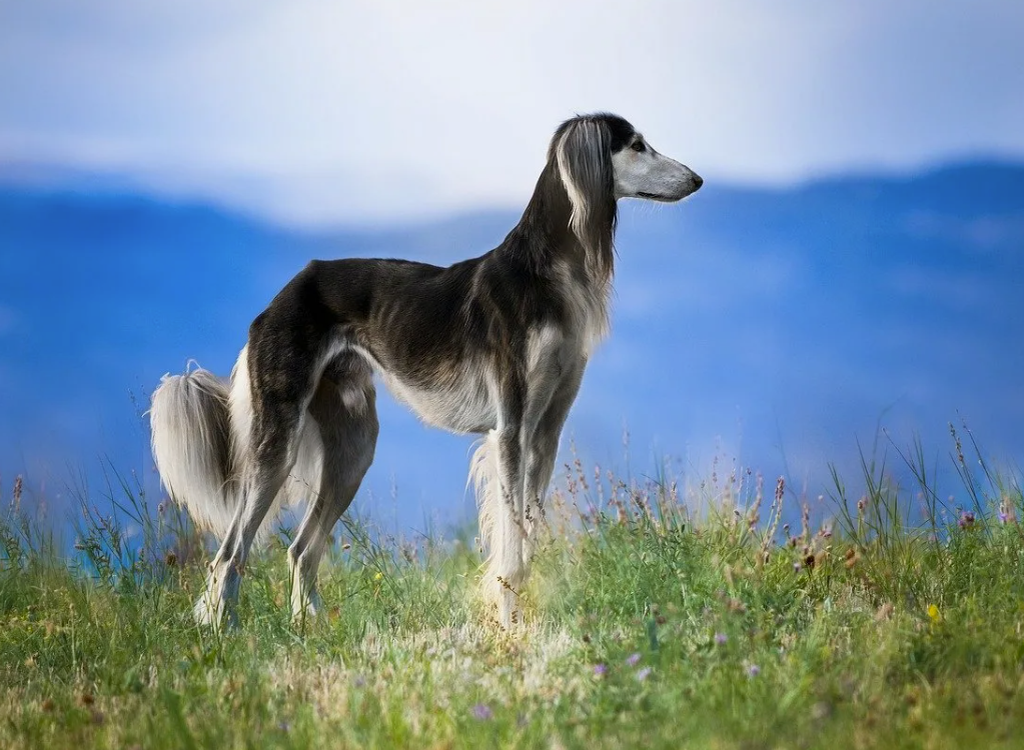 Авеста о собаках: "Ванхапара-ёж - дикая остромордая собака <...>, из тех созданий, которые созданы Святым Духом, каждое утро с полуночи до того, как взойдёт Солнце, выходит убивать тысячами создания Злого Духа. И если кто-либо <...> убьет Ванхапару, дикую остромордую собаку, <...> то повредит свою душу на девять поколений, для которых мост Чинвад станет непроходимым, если он при жизни не искупит этого греха перед Сраошей". На фото: персидская борзая салюки, одна из древнейших пород охотничьих собак родом из Леванта.