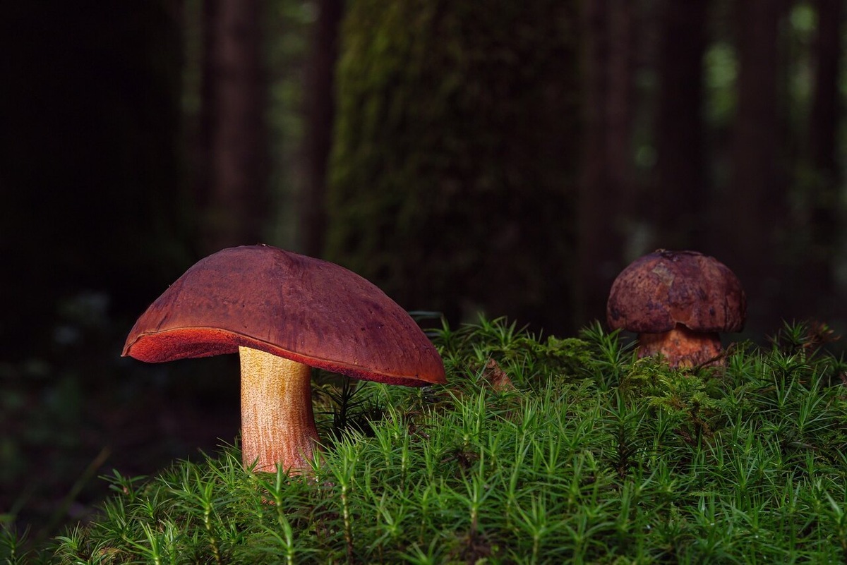     «Маленькие, да удаленькие»: что нужно знать о грибах — 50 познавательных фактов