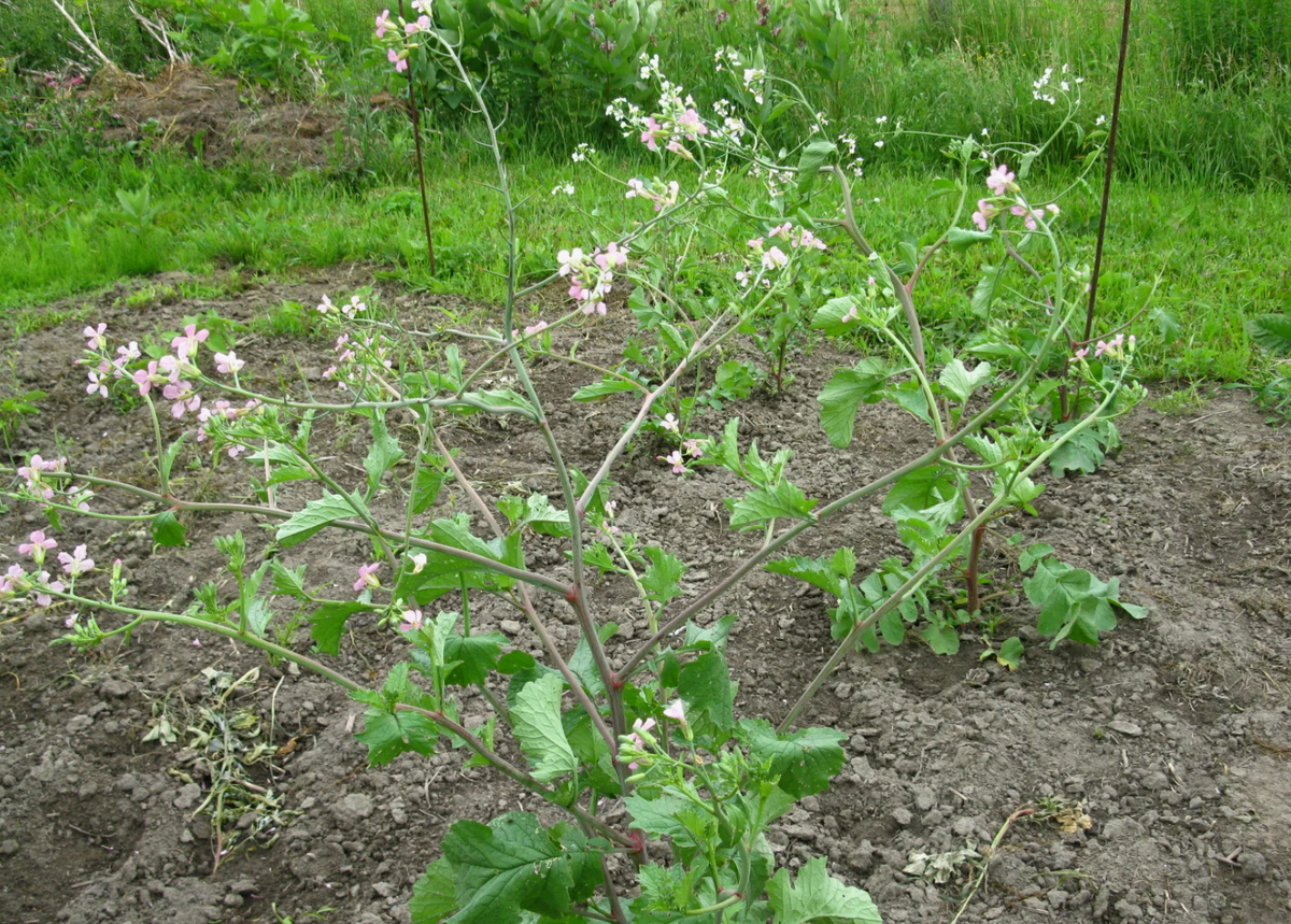 Цветение редиса (источник фото: vsegda-pomnim.ru)