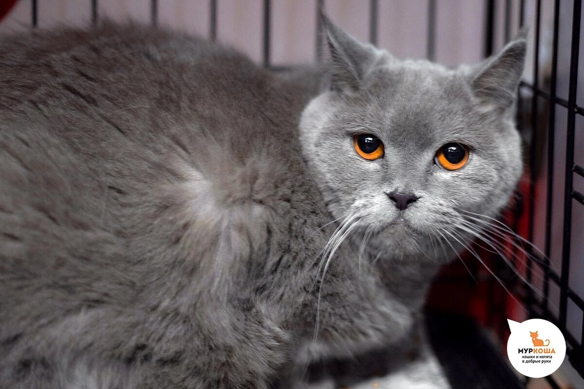 Маркуня домашний котик, отдали по причине аллергии.