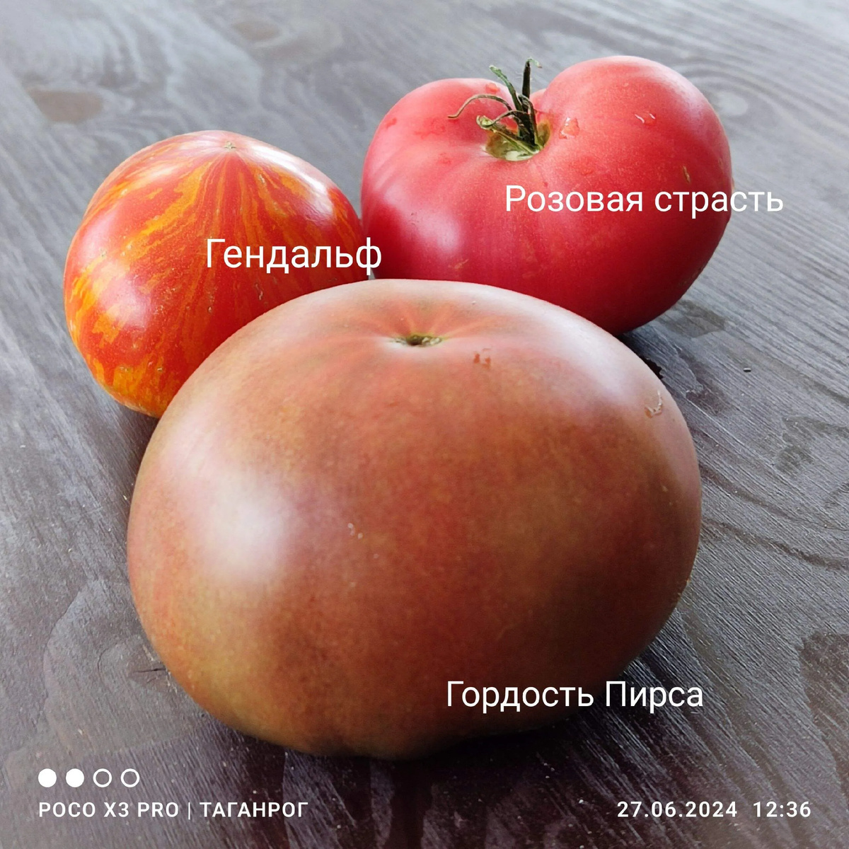 Самые первые созревшие гномы