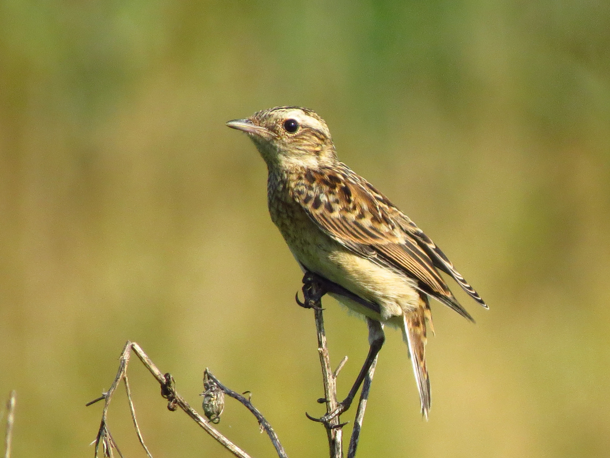 Луговой чекан.самка.