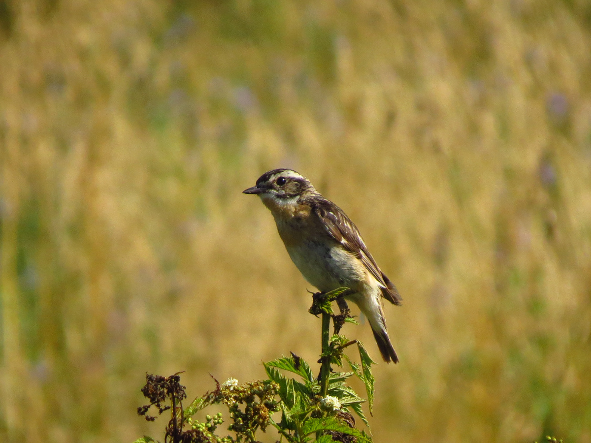 Самец лугового чекана.