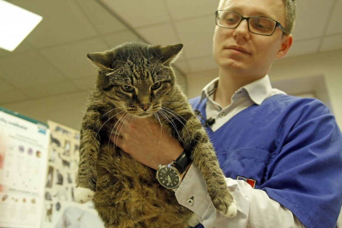    В Белом Яре будут бесплатно прививать домашних животных