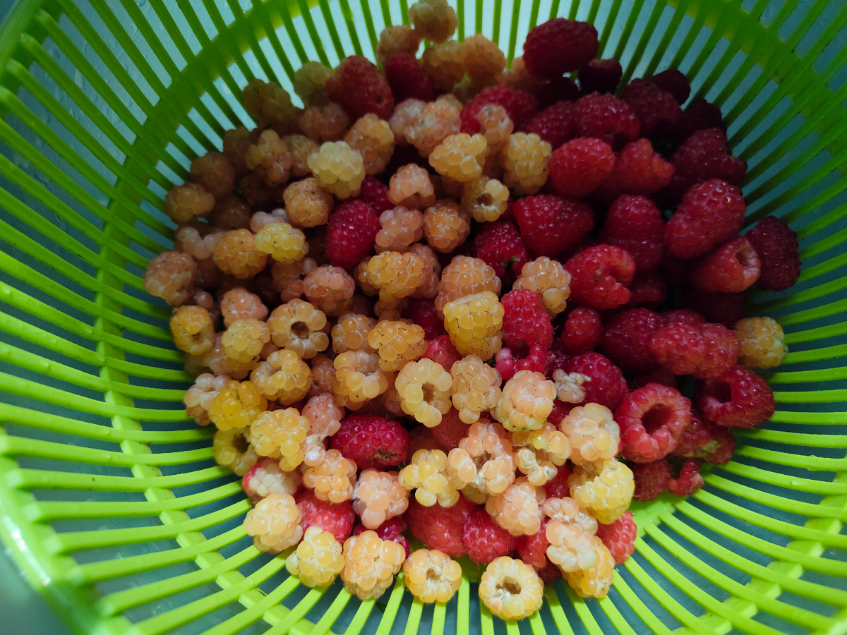 Красную малину я сажала сама - знакомая дала сортовую веточку. А жёлтая "пришла" к нам через забор, от соседа. 