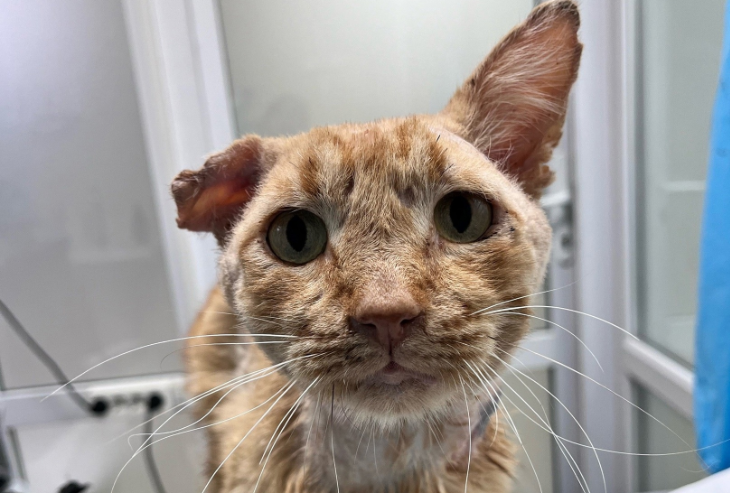 Кот Комарик