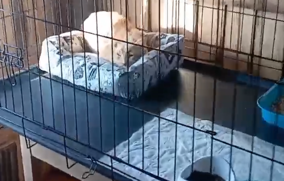 Клетка для Комарика