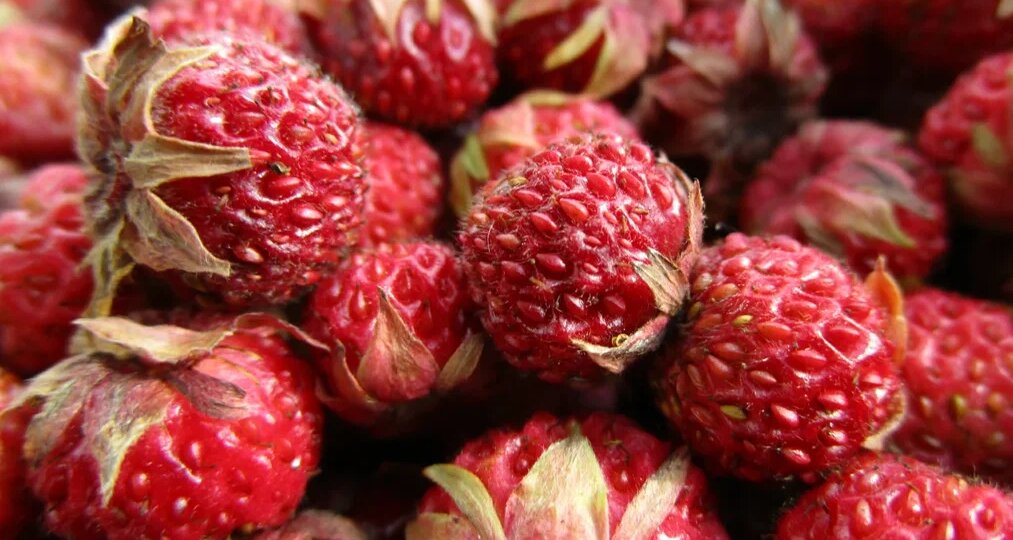 Чем полезна луговая клубника. Нужно ли удалять чашелистики?