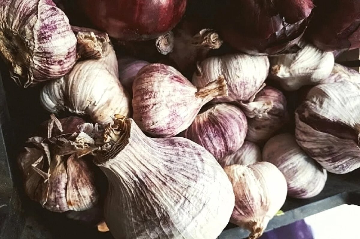   Агроном объяснила тюменцам, как вырастить хороший чеснок