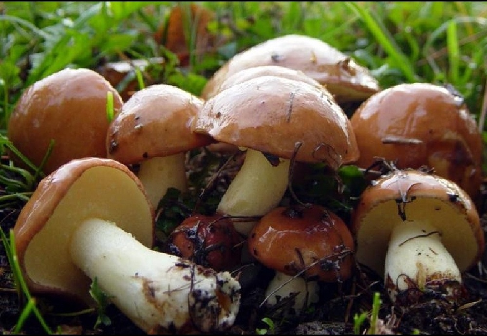 Фото из открытых источников. 