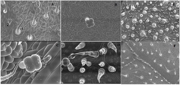 изображение, полученное электронным  микроскопом. A — лист бутылочной тыквы, 1 — кроющая трихома, 2 —  железистая трихома. B — железистая трихома, увеличенная в 600 раз. C — в  800 раз. D — тот же лист при увеличении в 450 раз. E — лист  подсолнечника при увеличении в 200 раз. F — лист кабачка при увеличении в  100 раз.