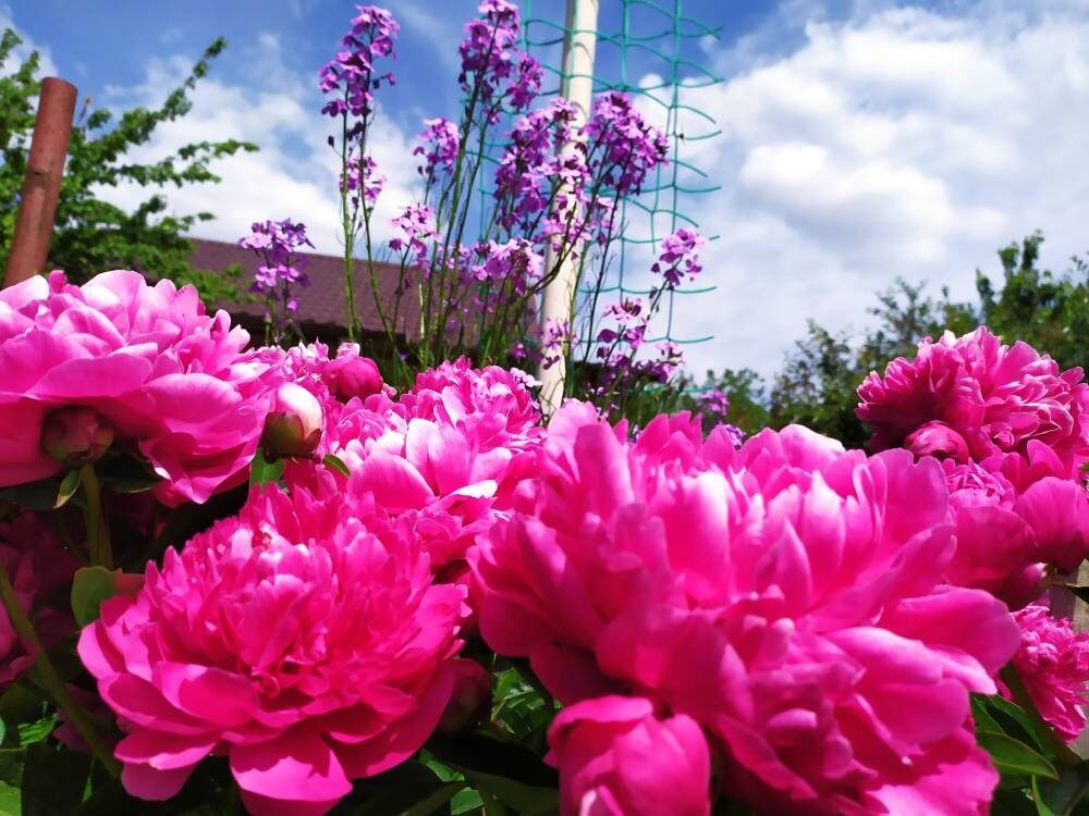 Пиони пинк (peony pink). Пион даурский. Пионы в июле. Пион инновейшен. Пионы в июле.