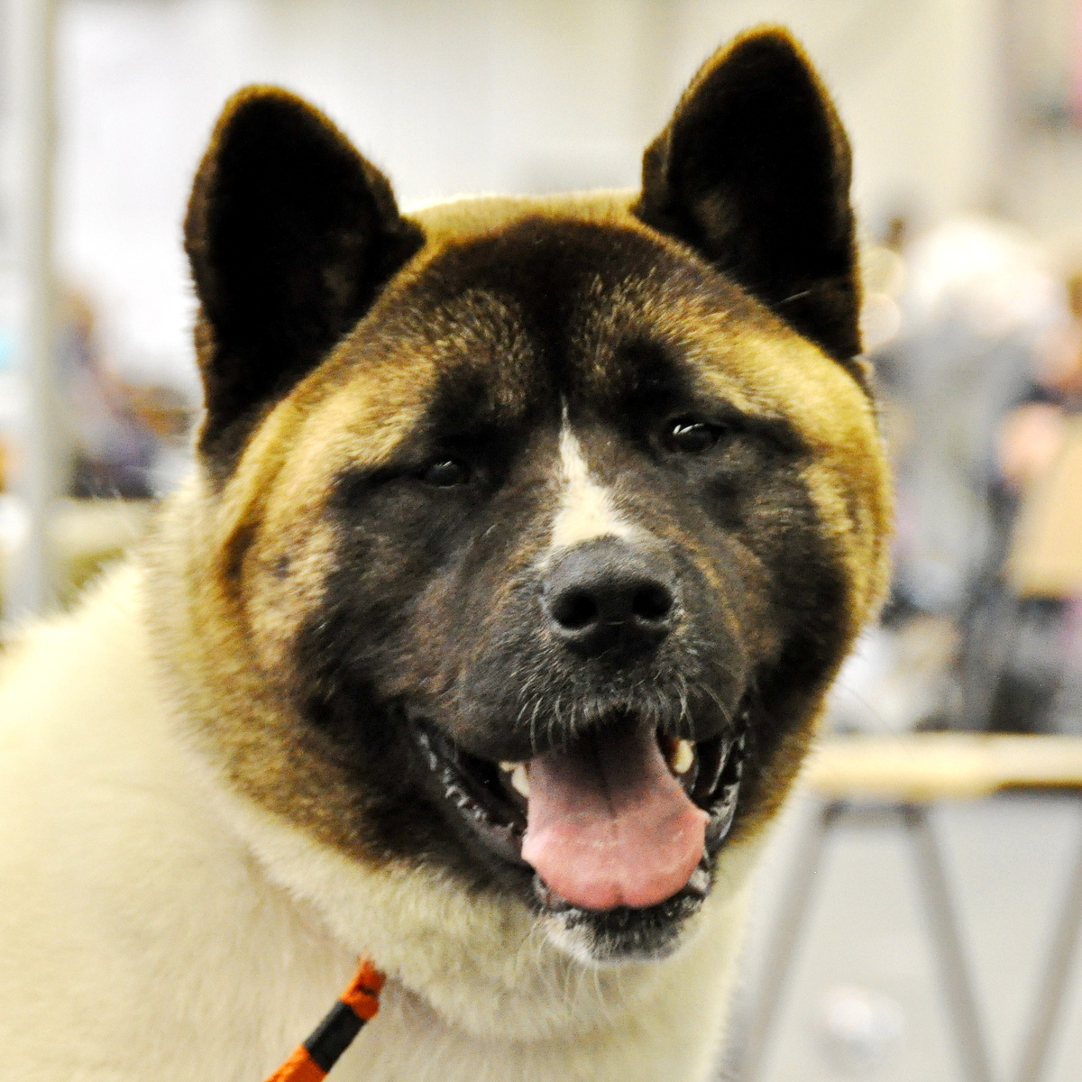 Американская акита. Фото из личного архива