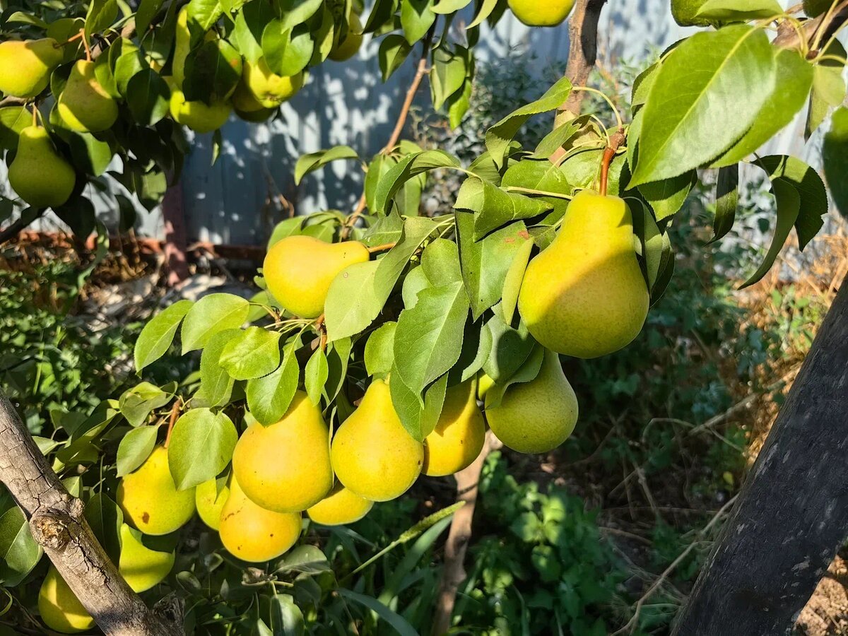 Груша Чижовская. Фото Натальи Мироновой