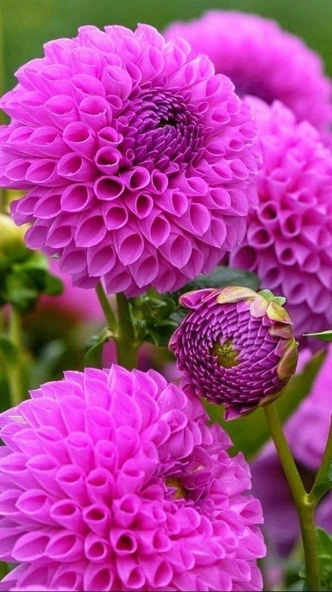 Фото из интернета