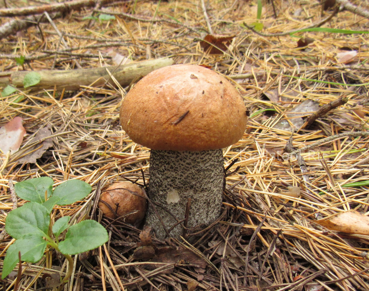 Да, вот этим нас пугали (фото И.Лебединского)