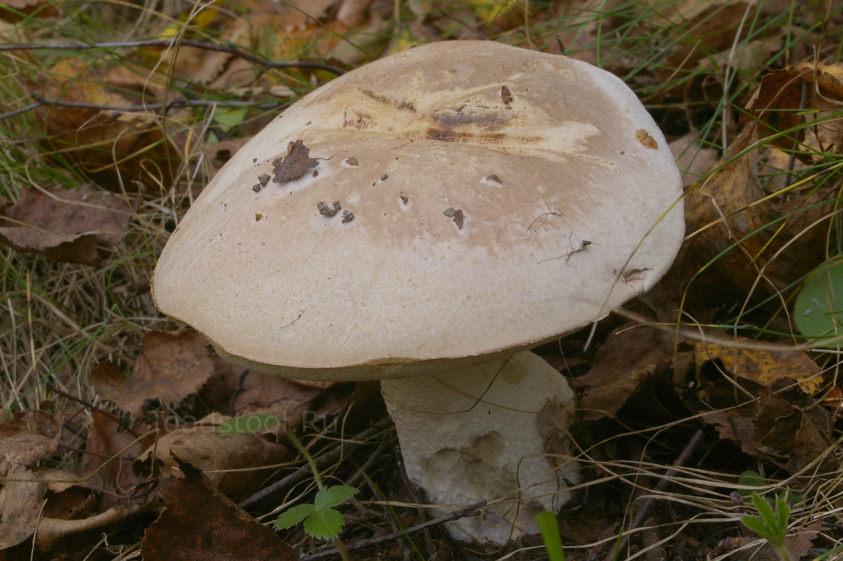 Бывший белый подосиновик. Теперь это можно! (фото И.Лебединского)
