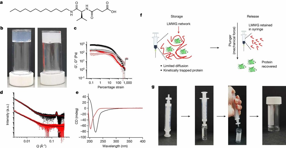    После смешивания с белками лекарственного средства гидрогель превращается в жесткую прозрачную структуру, ее легко можно поместить в шприц. Гидрогель приобретает жесткость благодаря особым молекулам, объединенным в длинные цепочки, которые разрываются, если приложить силу. При нажатии на шток-поршень шприца цепочки разрушаются, превращая гель и белковую смесь в жидкость. Остаточный слой гидрогеля слишком твердый и не может попасть в иглу, поэтому из шприца выходит только лекарство / © Matthew Gibson