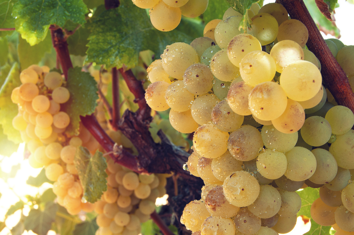    Когда и чем подкармливать виноград, чтобы налились крупные ягоды?