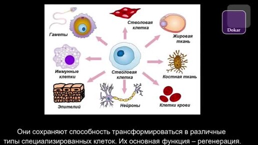 Общая информация о стволовых клетках