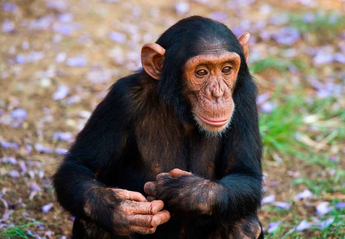 Шипанзе