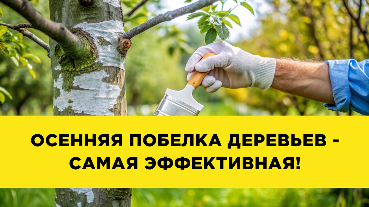 Осенняя побелка деревьев