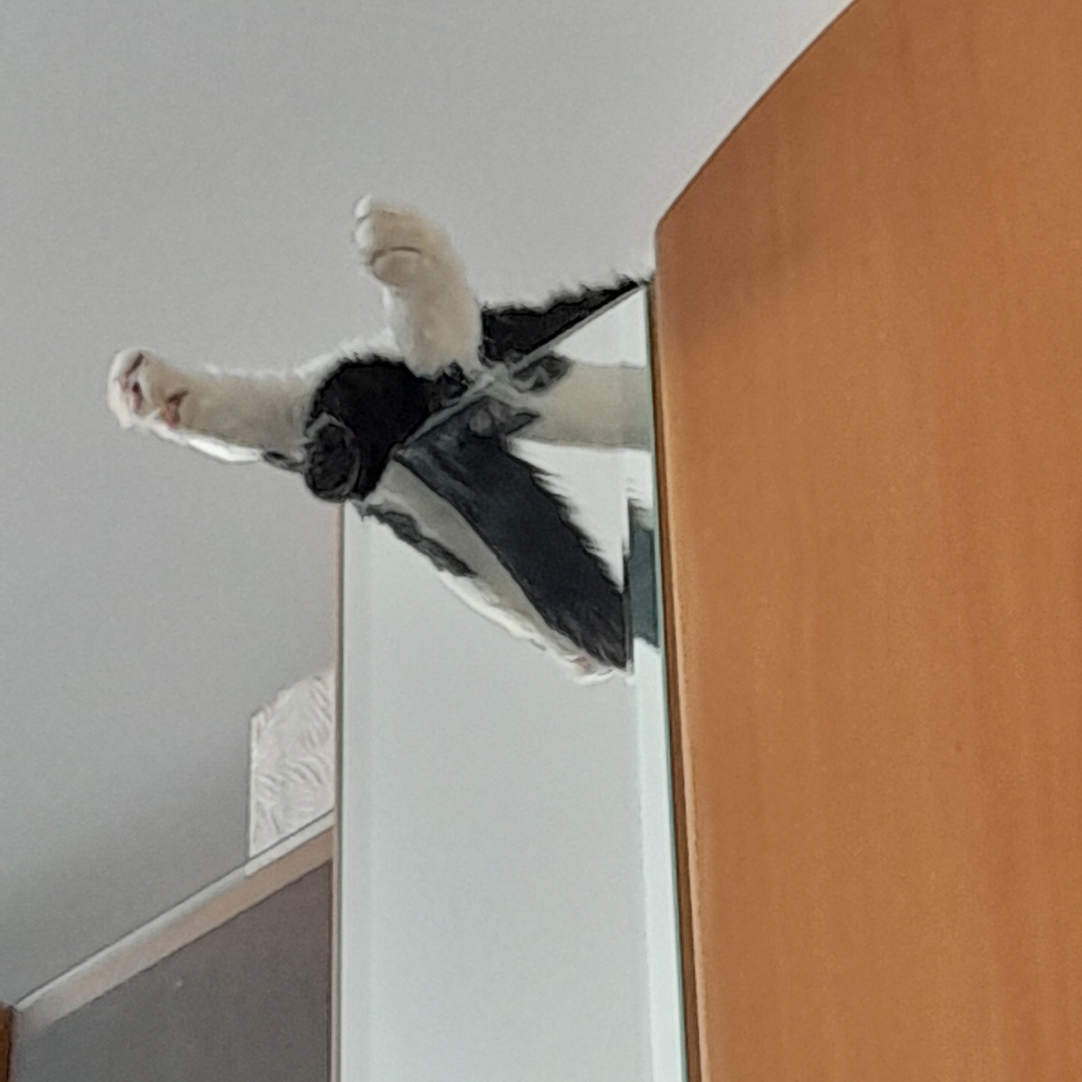 Фото автора. Митя расслабляется на шкафу