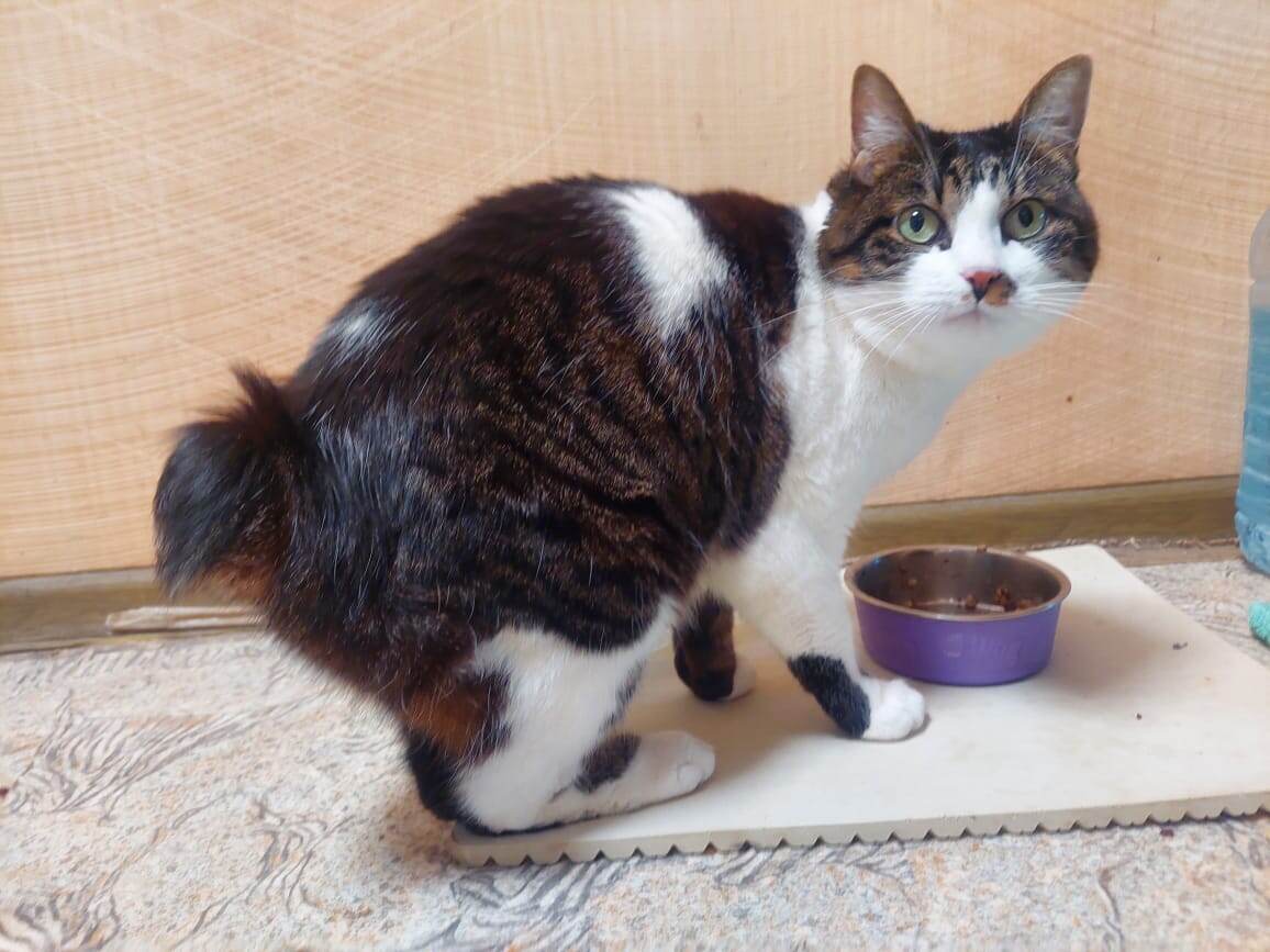 Добродушная... Трапезничает...