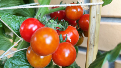 Сад на балконе || Урожай помидор 2024 || Балконные помидоры || Летний сочный салат из помидор черри