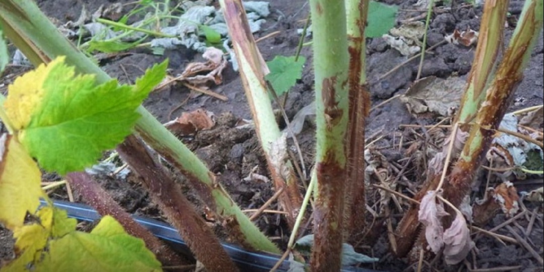 МАЛИНА: Пурпурная пятнистость "Дидимелла" профилактика и лечение