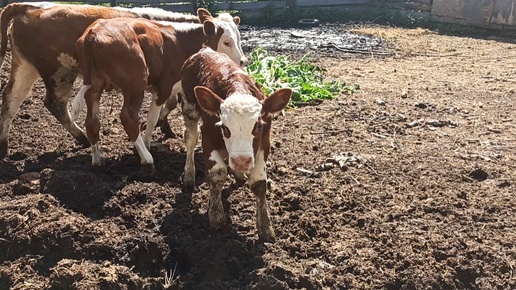 Наша озорная компания знакомится с новым жителем🐂