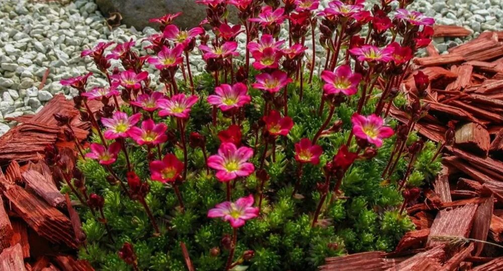 20 лучших растений для альпийской горки 🌸 Создаем красоту на участке 😍