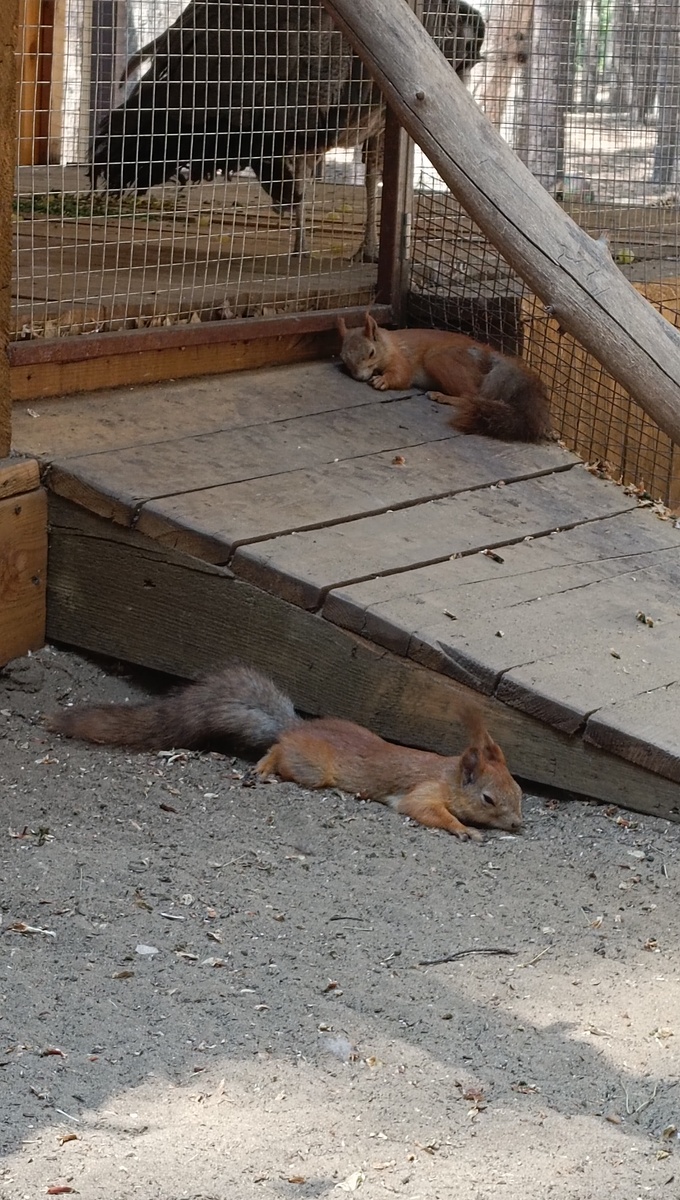 Жарко. Белочки в тени отдыхают. 