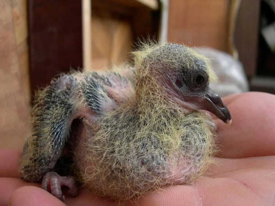 Фото из сети интернет 